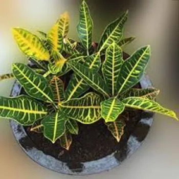 Excellent Croton Plant